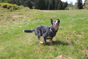 2018 Ausbildungswoche Arber